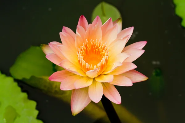 Roze water lily — Stockfoto