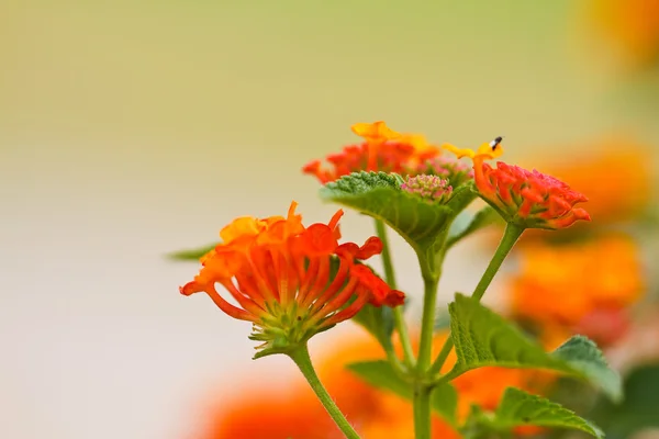 Verbenas flowers — Stock Photo, Image