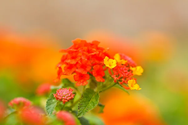 Verbenas flores — Fotografia de Stock
