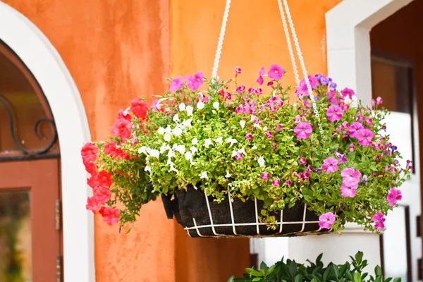 Petunia blomma — Stockfoto