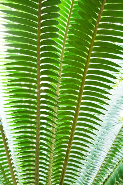 Palm leaf. — Stock Photo, Image