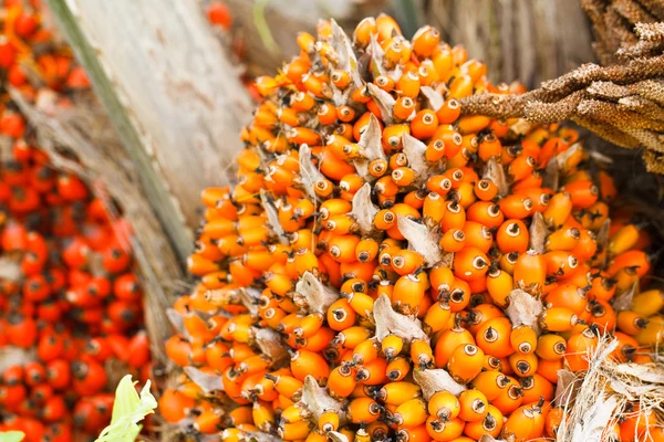 Palm oil,Thailand — Stock Photo, Image