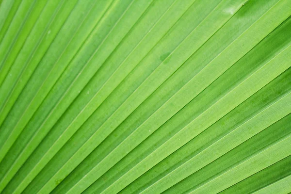 Palm leaf. — Stock Photo, Image