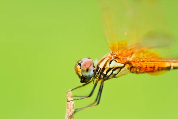 Libellula — Foto Stock