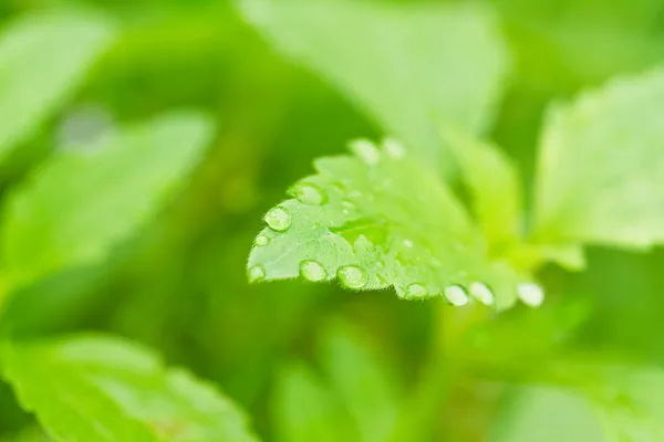 Ochtenddauw op vers blad. — Stockfoto