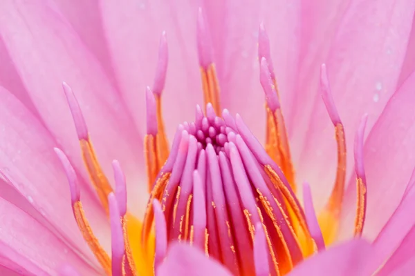 Lila Lotus. — Stockfoto