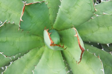 Agave bitki yaprakları