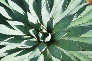 Agave bitki yaprakları