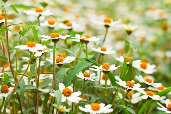 Blühende weiße Sternblumen — Stockfoto