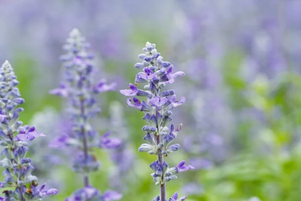 Flores de lavanda —  Fotos de Stock