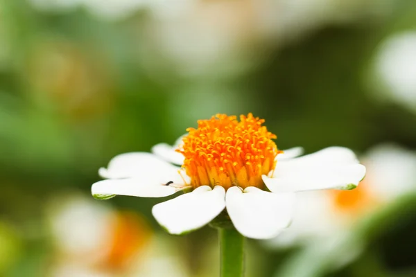 Blühende weiße Sternblumen — Stockfoto