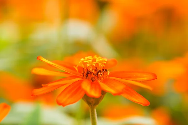 Zinnia flor no jardim — Fotografia de Stock