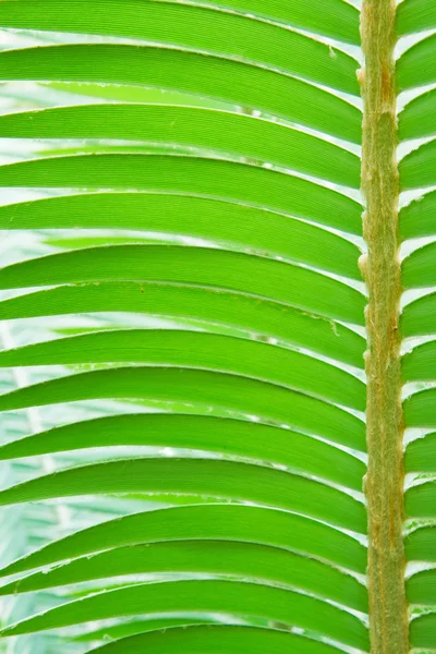 Palm leaf. — Stock Photo, Image