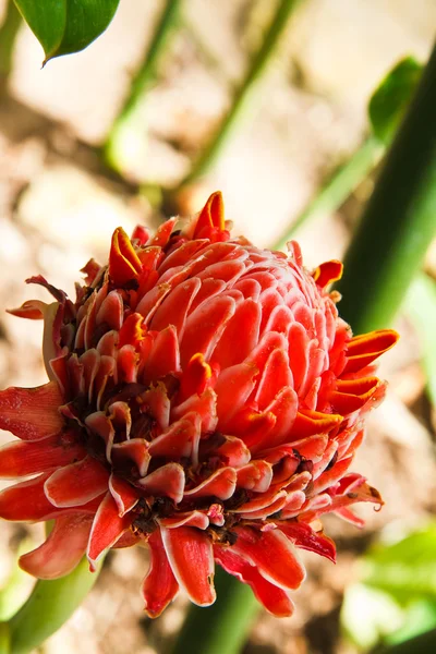 Flor de gengibre tocha — Fotografia de Stock