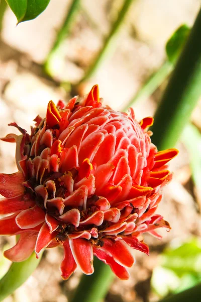 Flor de jengibre antorcha —  Fotos de Stock