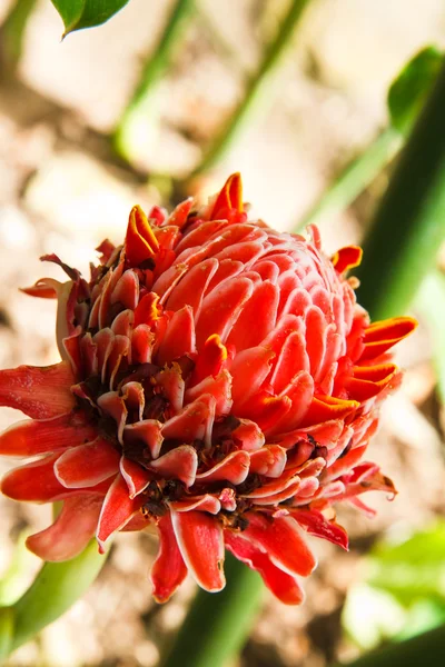 Torch ginger flower — Stock Photo, Image