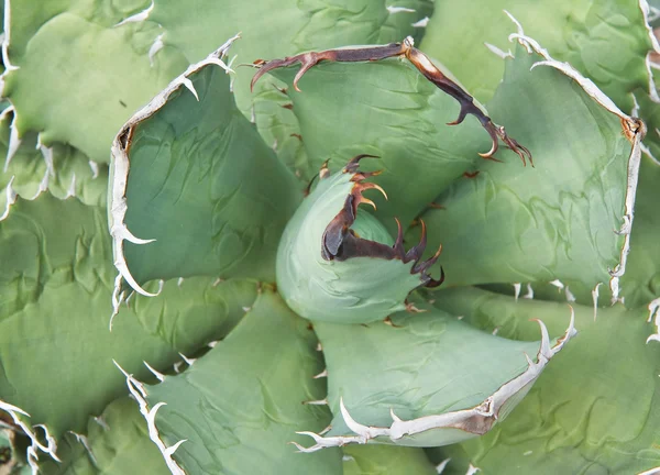 Liści agawy — Zdjęcie stockowe