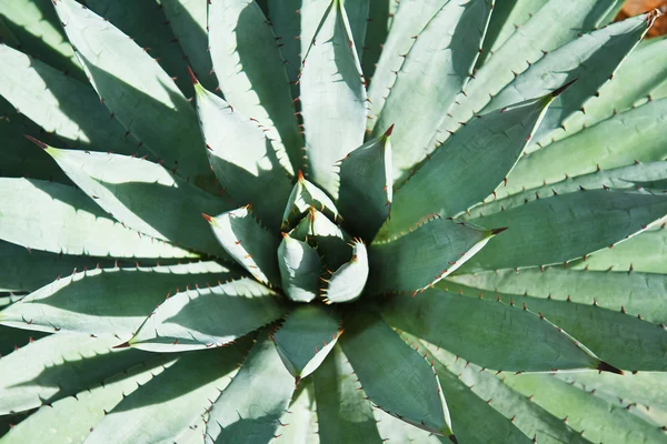 Agave plant bladeren — Stockfoto