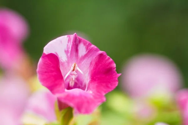 Wishbone flower — Stock Photo, Image