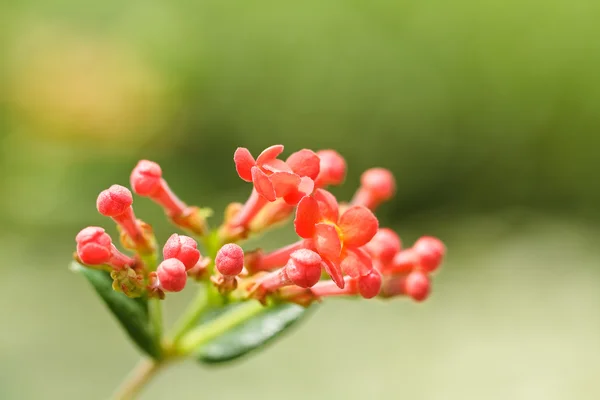 Verbenas flores — Foto de Stock