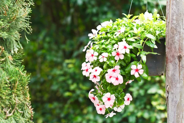 Pannier flowers — Stock Photo, Image