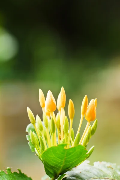 Espiga de flor amarela — Fotografia de Stock