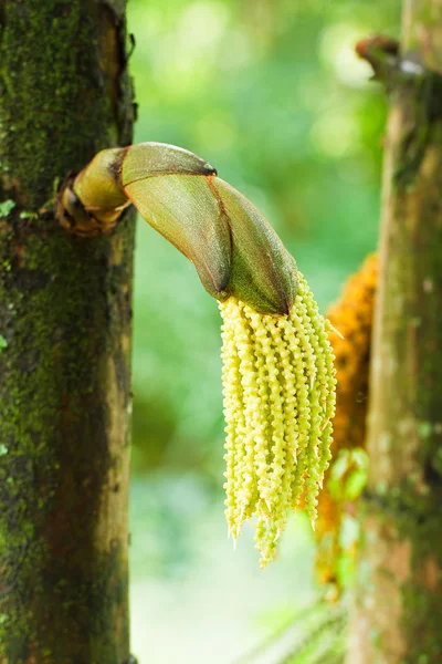 Palmeblomst på tre – stockfoto