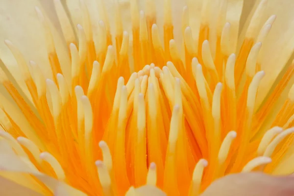 Giglio d'acqua giallo — Foto Stock