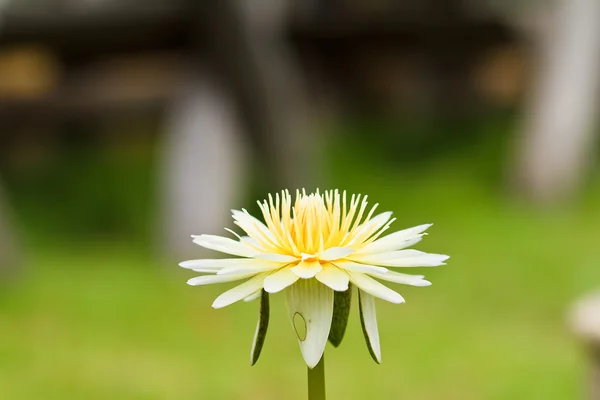 Yellow water lily — Zdjęcie stockowe