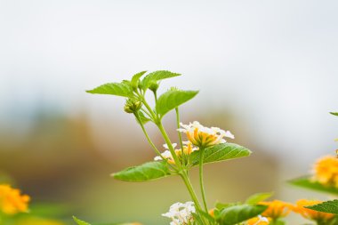 Verbena bloemen