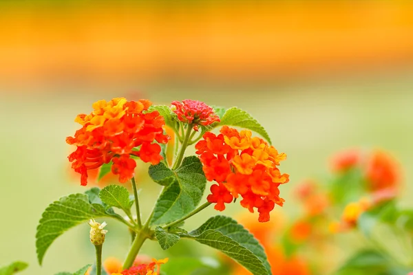 Verbenas blommor — Stockfoto