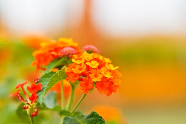 Verbenas flowers — Stock Photo, Image