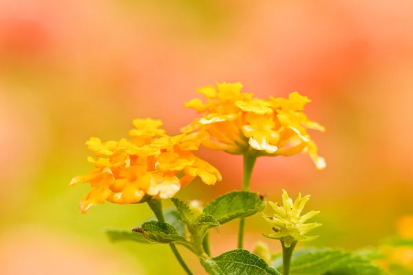 Verbenas flores — Fotografia de Stock