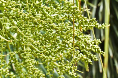 érett bétel dió vagy vannak-ca dió pálmafa fa