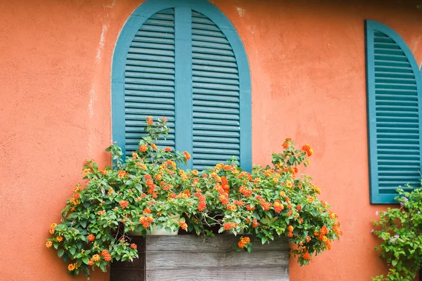 Ventana con flores. — Foto de Stock