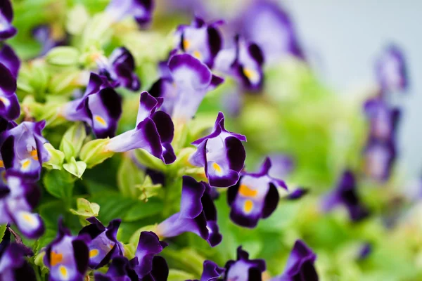 Querlenker-Blume — Stockfoto