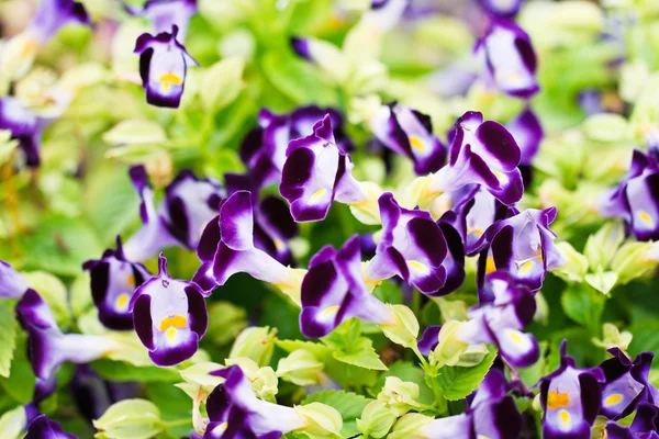 Fiore di osso del desiderio — Foto Stock