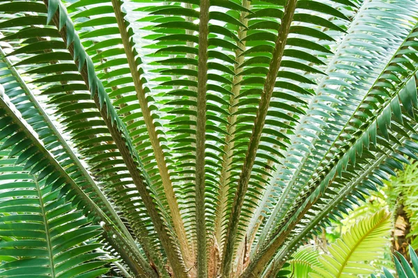 Hoja de palma . —  Fotos de Stock