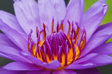 mor lotus.