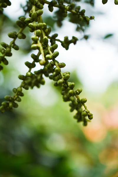 Nuez de betel madura o son-ca nuez palmera en el árbol —  Fotos de Stock