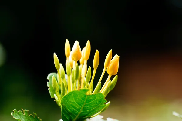 黄色の花のスパイク — ストック写真