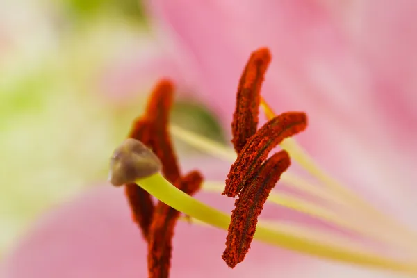 美しい白いユリの花 — ストック写真