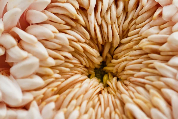 Purpurrote Chrysanthemen. — Stockfoto