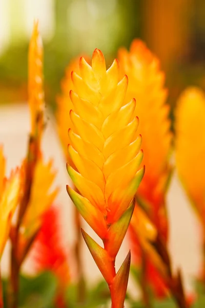 Ave del Paraíso Flores — Foto de Stock