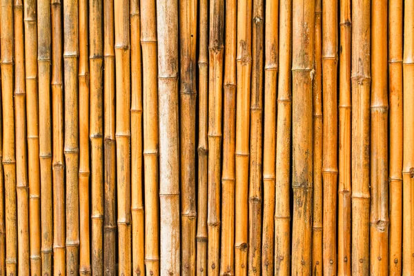 Bamboo texture — Stock Photo, Image