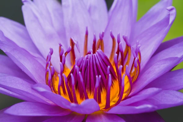 Mor lotus. — Stok fotoğraf