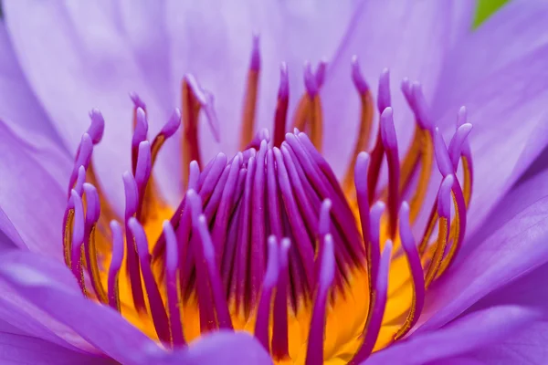 紫莲花. — 图库照片