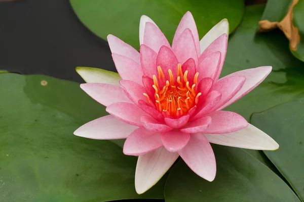 Roze water lily — Stockfoto