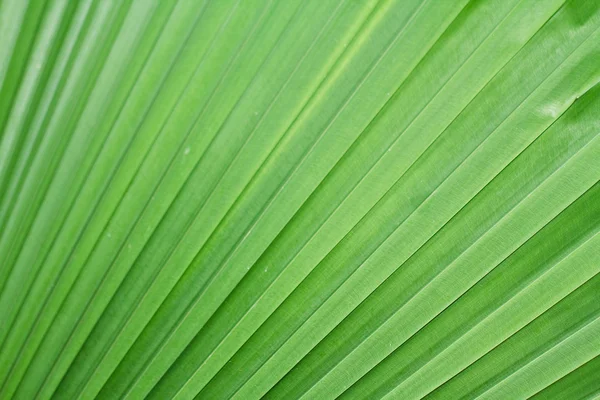 Hoja de palma . —  Fotos de Stock