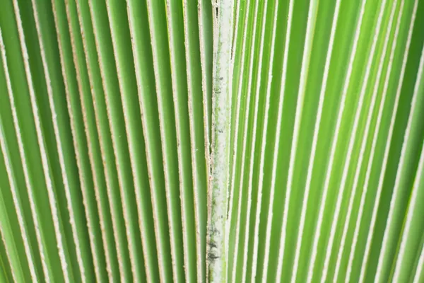 Feuille de palmier . — Photo